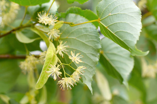 istock Close-up of linden inflorescence. 2190108256