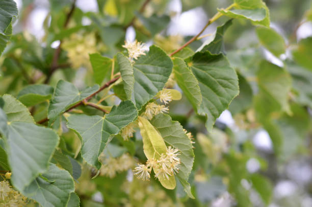 istock Linden blossom. Honey and medicinal plant. 2190108302