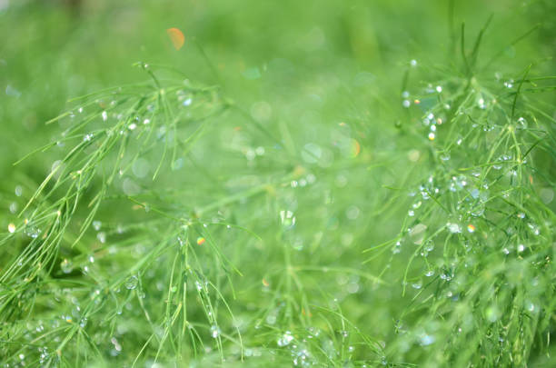 Close-up of small raindrops on green asparagus branches. Can be used as a green plant background or greeting card with copy space.