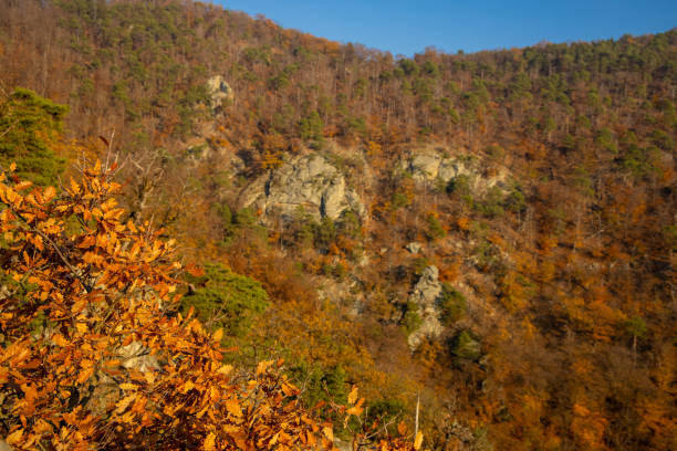 Autumn colors in the mountain forest. Wachau valley and vine yards in Austria. Rock formations in the yellow leaves autumn colored forest