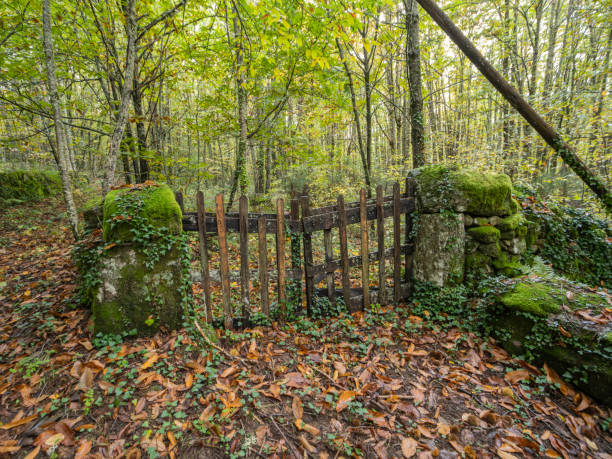 Wooden fence on an abandoned plot in the forest
