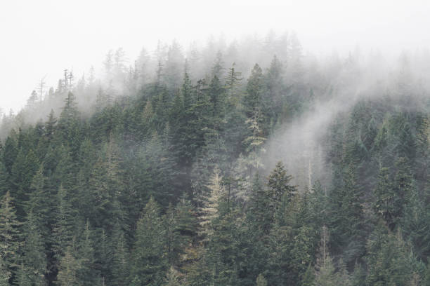 istock Fog on mountains moody landscape in British Columbia, Canada 2190110076