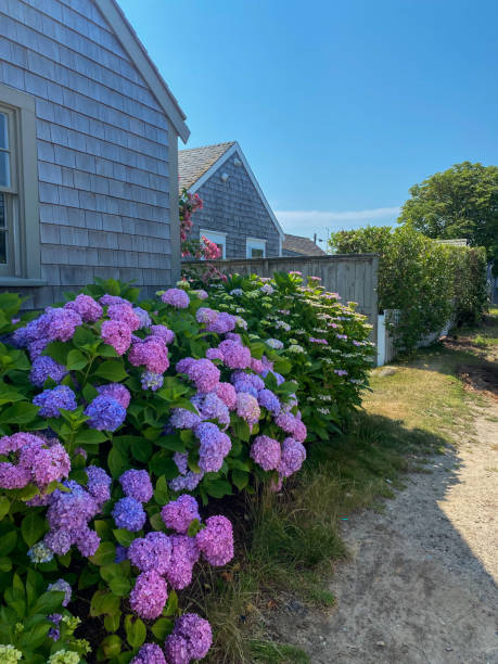 Nantucket hydrangea A quaint seaside path lined with vibrant pink, purple, and blue hydrangeas, rustic shingle-style cottages in the background, and a sunny blue sky highlighting the charming coastal atmosphere. pretty beach house stock pictures, royalty-free photos & images