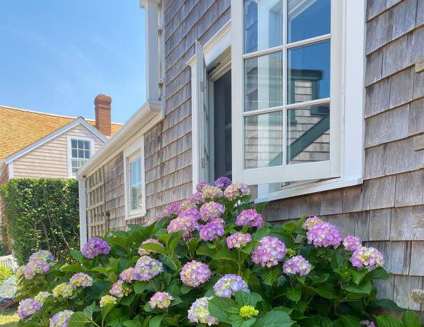 Nantucket hydrangea bloom outside of cottage