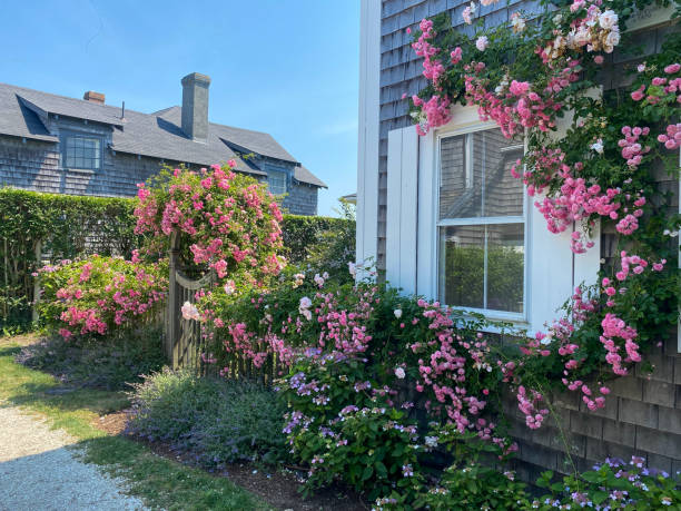 istock Nantucket cottage covered in roses 2190110580