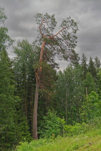 istock Valaam Island, Russia, July 12, 2024. Forest edge on a cloudy day. 2190114634