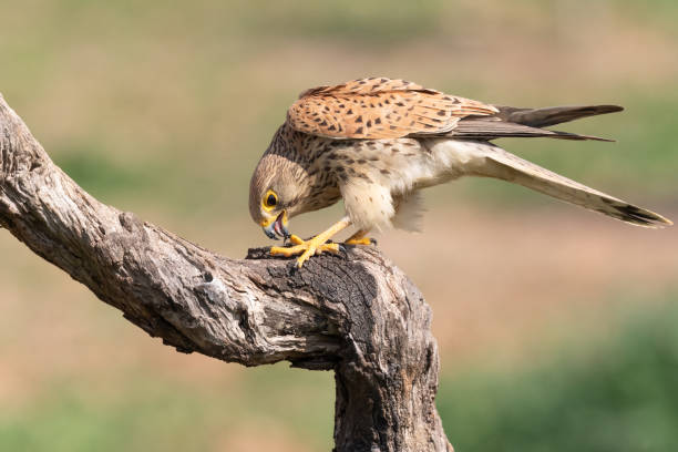 istock Common kestrel female (Falco tinnunculus) perched on a branch 2190117514