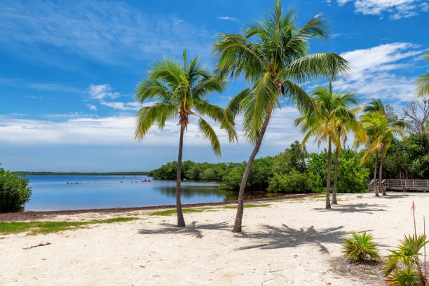 istock Sunny beach with coco palm trees and tropical sea in Key Largo beach, Florida. 2190118975