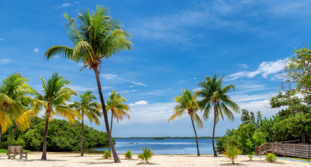 Sunny beach with coco palm trees and tropical sea in Key Largo beach, Florida.