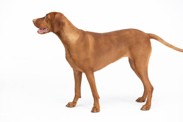 istock Hunting dog - a Hungarian gelding stands on with open muzzle on a white background. 2190119550