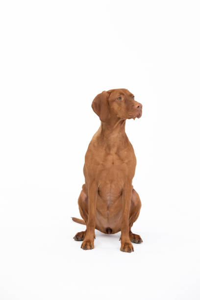 istock Hungarian stallion sits with closed muzzle on white background. Hunting dog. 2190119626