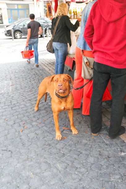 Shopping at the weekly food market with a well behaved Pitbull.