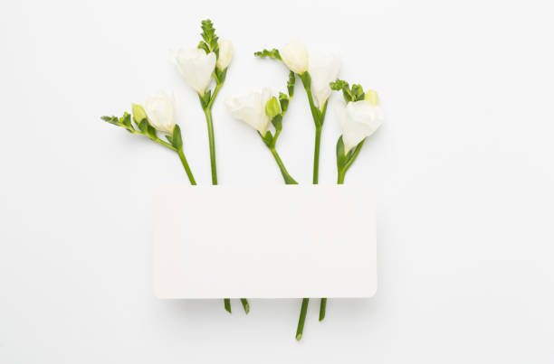 istock White fresia flower on color background, top view 2190128231