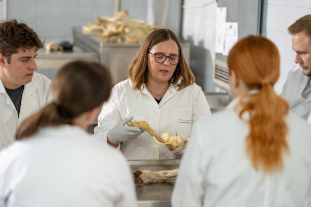 istock Mid Adult Professor Leads Skeletal Study in Veterinary Class 2190132415