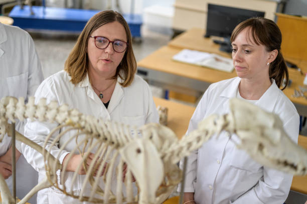 istock Educator Discussing Anatomy with Vet Students 2190132441