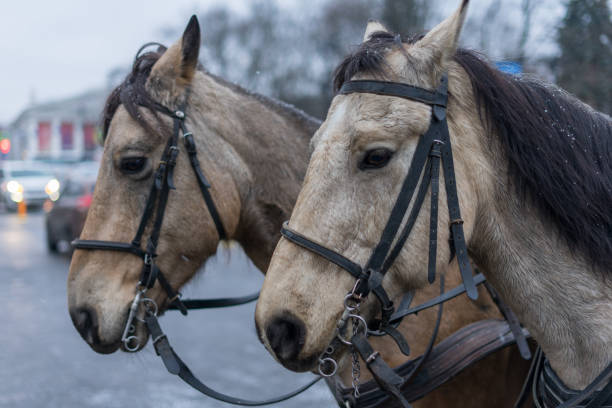 istock Horses with bridles close-up 2190132655