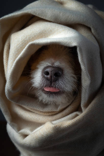 istock Dog wrapped in beige fabric 2190133266
