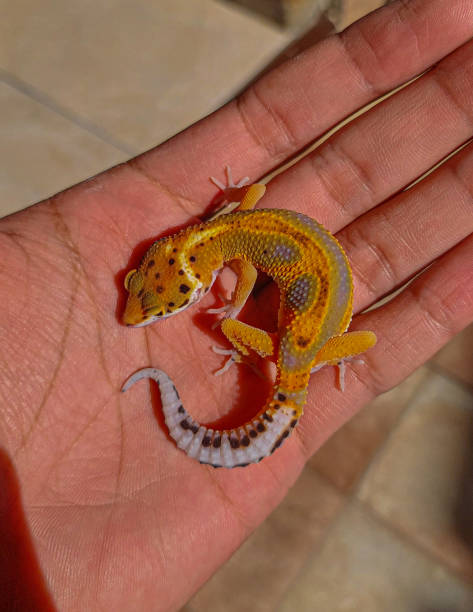 istock A baby Leopard Gecko on breeders hand. 2190134200