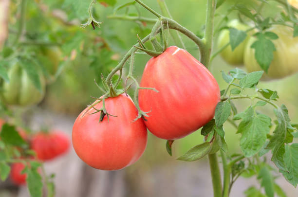 istock Two ripening pink tomatoes growing in a greenhouse. 2190134234