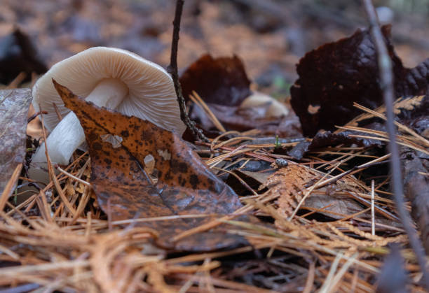 istock Mushroom amongst leaf litter on autumn forest floor 2190139208