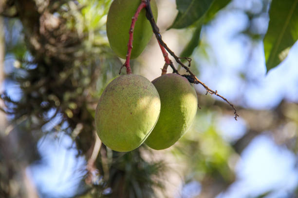 Mangoes on a mango tree in Rio de Janeiro, Brazil.