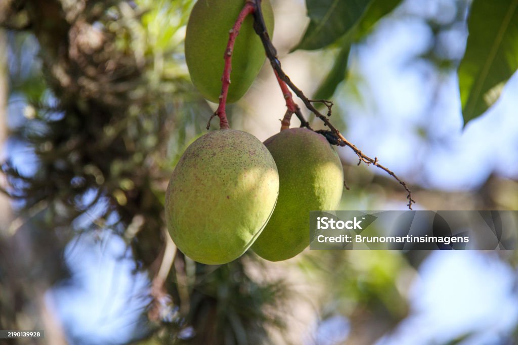 Mango Tree Rio Mangoes On A Mango Tree In Rio De Janeiro Stock Photo - Download Image ...