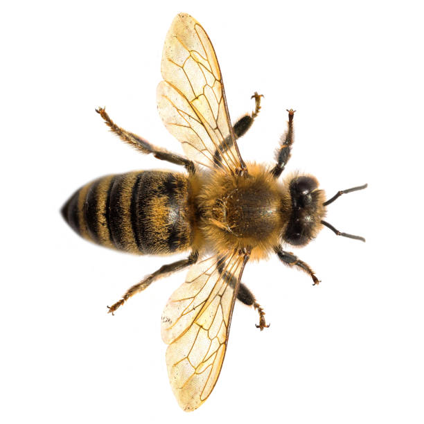 istock bee or honeybee in Latin Apis Mellifera on white 2190143838