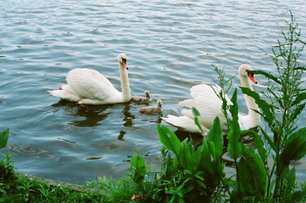 istock Swan Family 2190145453