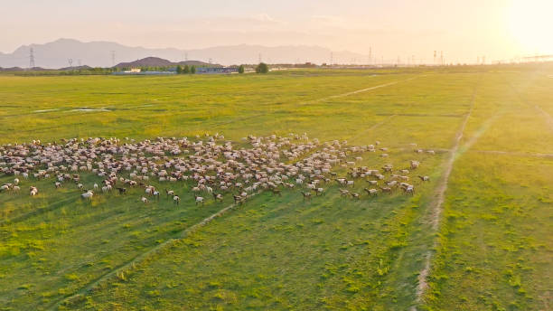 istock Sheep on the Grassland,China,Asia.Tsaidam Basin. 2190147231