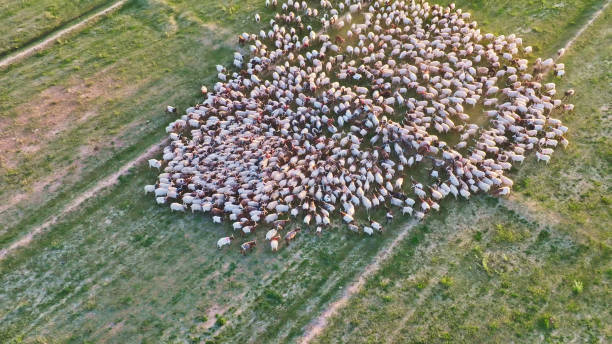 istock Sheep on the Grassland,China,Asia.Tsaidam Basin. 2190147299