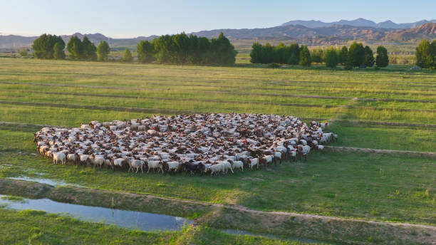 Sheep on the Grassland,China,Asia.Tsaidam Basin.