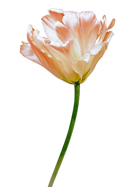 istock tulip flower  on white isolated background with clipping path. Closeup. For design. Nature. 2190148935