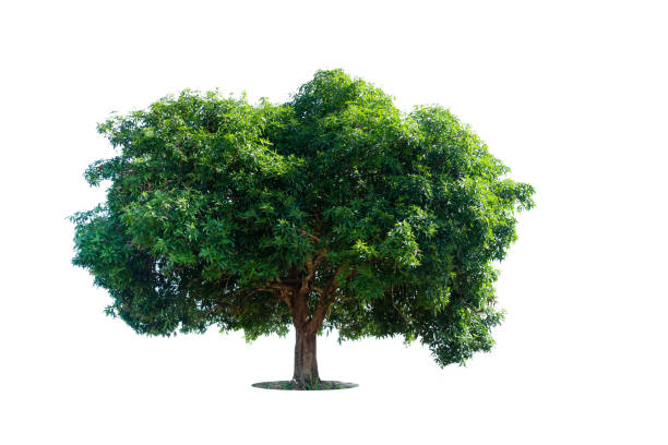 istock Trees isolated on white background, tropical trees isolated used for design, advertising and architecture 2190149659