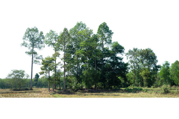 View of a High definition Treeline isolated on a white background