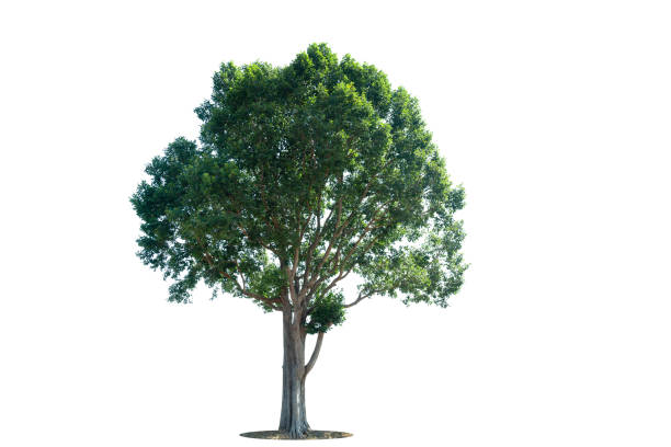 istock Trees isolated on white background, tropical trees isolated used for design, advertising and architecture 2190149904