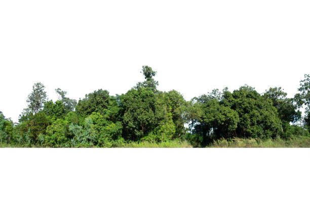istock View of a High definition Treeline isolated on a white background 2190149937