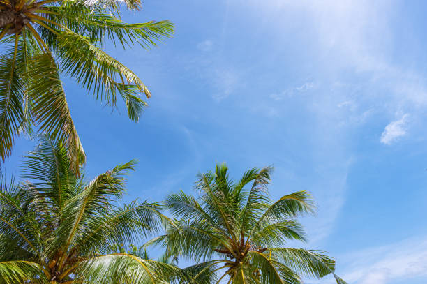 istock Coconut palm trees with sunny blue sky copy space scene 2190151111