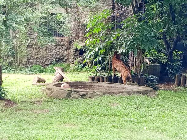 istock Tigers in the zoo 2190152237