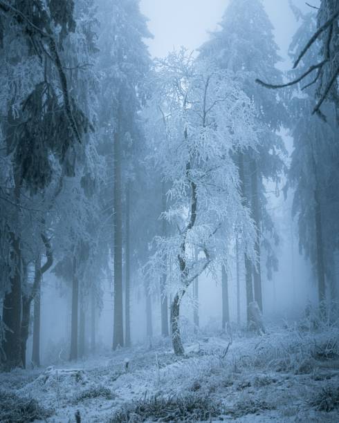 istock Serene winter forest with snow and mist. 2190156137
