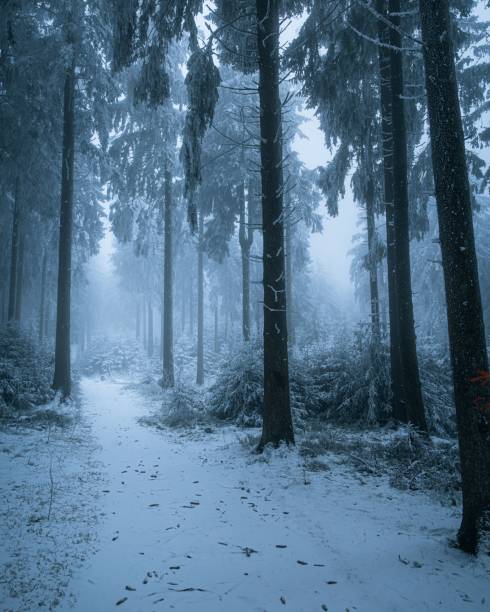 istock Winter Forest Scene with Snow and Mist 2190156139