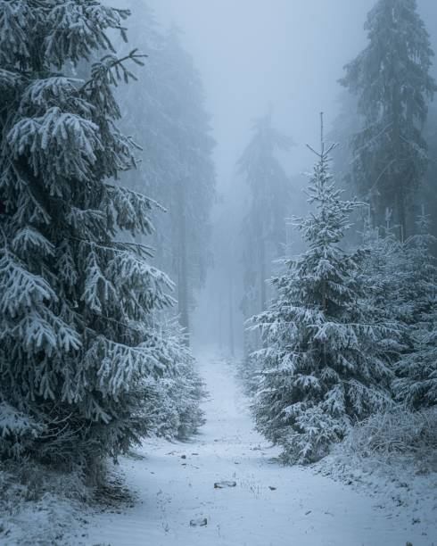 istock Serene winter forest path with frosted pines 2190156150