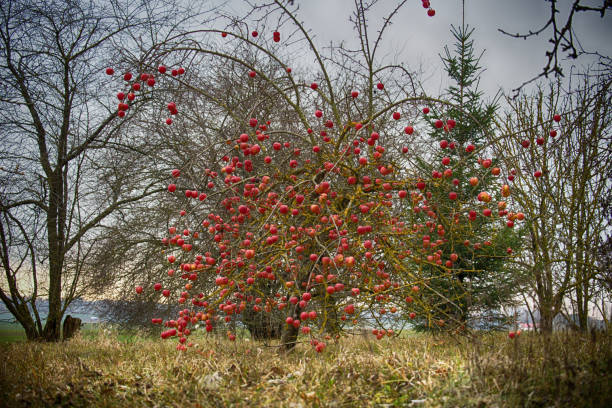 Fruit-laden tree showing vibrant red apples within a serene autumn setting, featuring a peaceful field and distant mountains. A natural representation of seasonal beauty and the cycle of harvest.