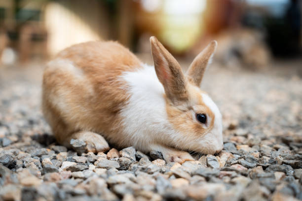 istock A small brown and white rabbit is laying on a rocky surface. The rabbit is relaxed and comfortable in its environment 2190160714