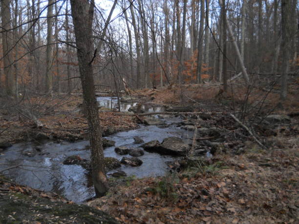 istock Forest Landscape Around Cunningham Falls State Park In Maryland. 2190162068