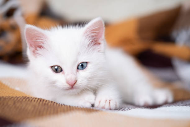White cute kitten lies on a checkered blanket.