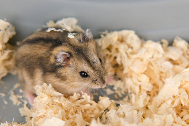 istock Cute brown hamster sitting in a cage 2190162392