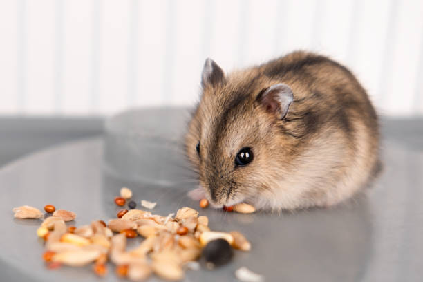 istock Cute brown hamster sitting in a cage 2190162402