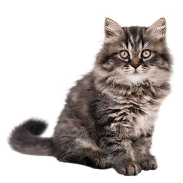 istock Cute Little Brown Fluffy Kitten Isolated 2190162863