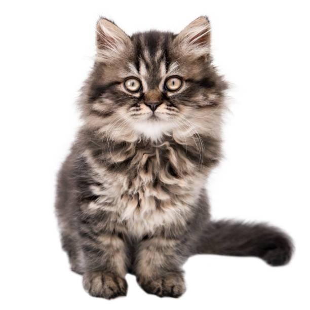 istock Cute Little Brown Fluffy Kitten Isolated 2190162864