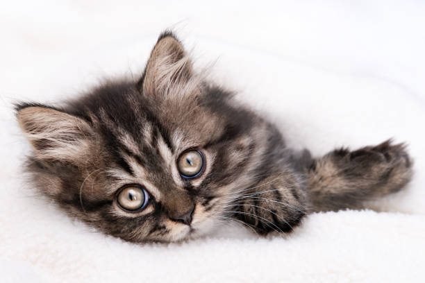 istock Cute little brown kitten on a light background 2190162869